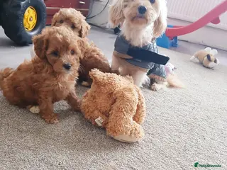 Maltipoo dogs F1B Maltipoo Puppies for Sale – 1 Boy, 3 Girls - Advert 12