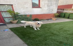 Golden Retriever dogs for stud: Zeus  - Advert 2