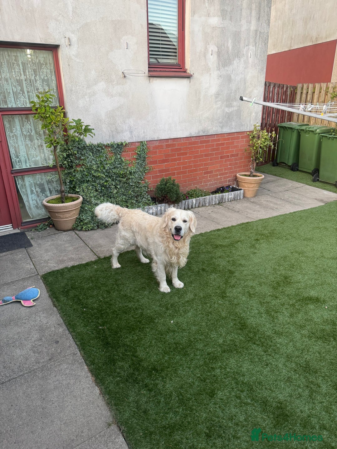 Golden Retriever dogs for stud: Zeus  - Advert 2