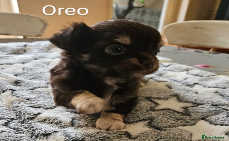 Chihuahua dogs - Advert 2