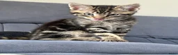 Mixed Breed cats for sale: Stunning kittens for sale in Bognor Regis - Advert 5