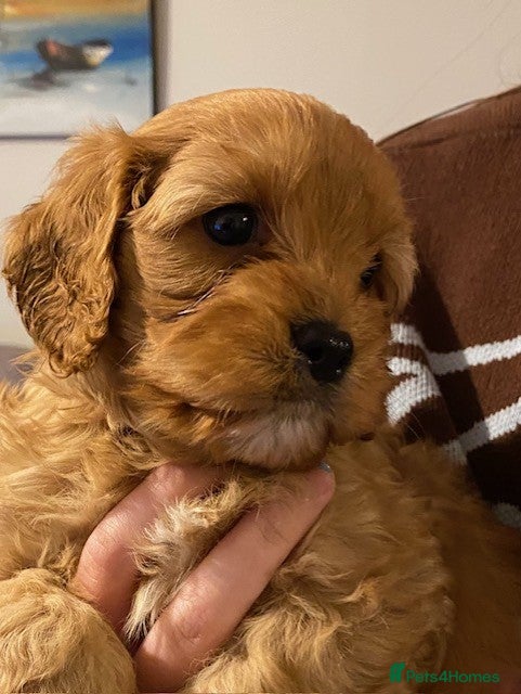 Cavapoo dogs Quality Cavapoo Puppies - Advert 2