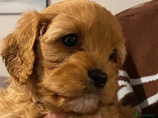 Cavapoo dogs Quality Cavapoo Puppies - Advert 2