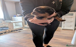 Rottweiler dogs for sale: Stunning Rottweiler pups  - Image 15