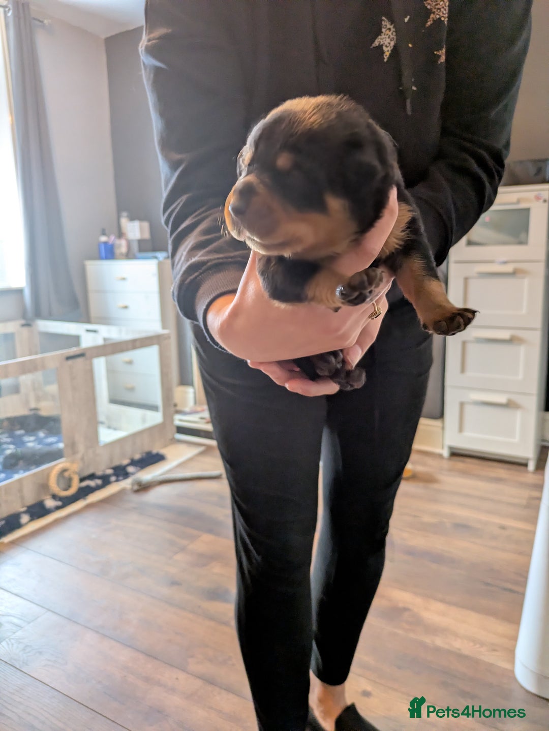 Rottweiler dogs for sale: Stunning Rottweiler pups  - Image 15