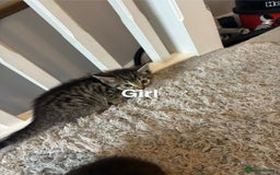 British Shorthair cats for sale: 7 kittens  - Image 6