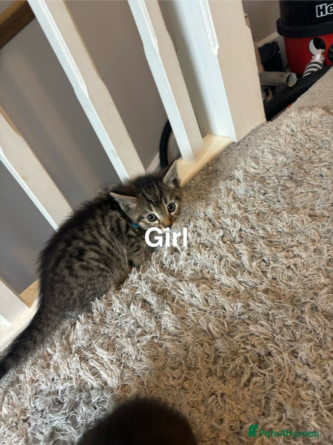 British Shorthair cats for sale: 7 kittens  - Image 6