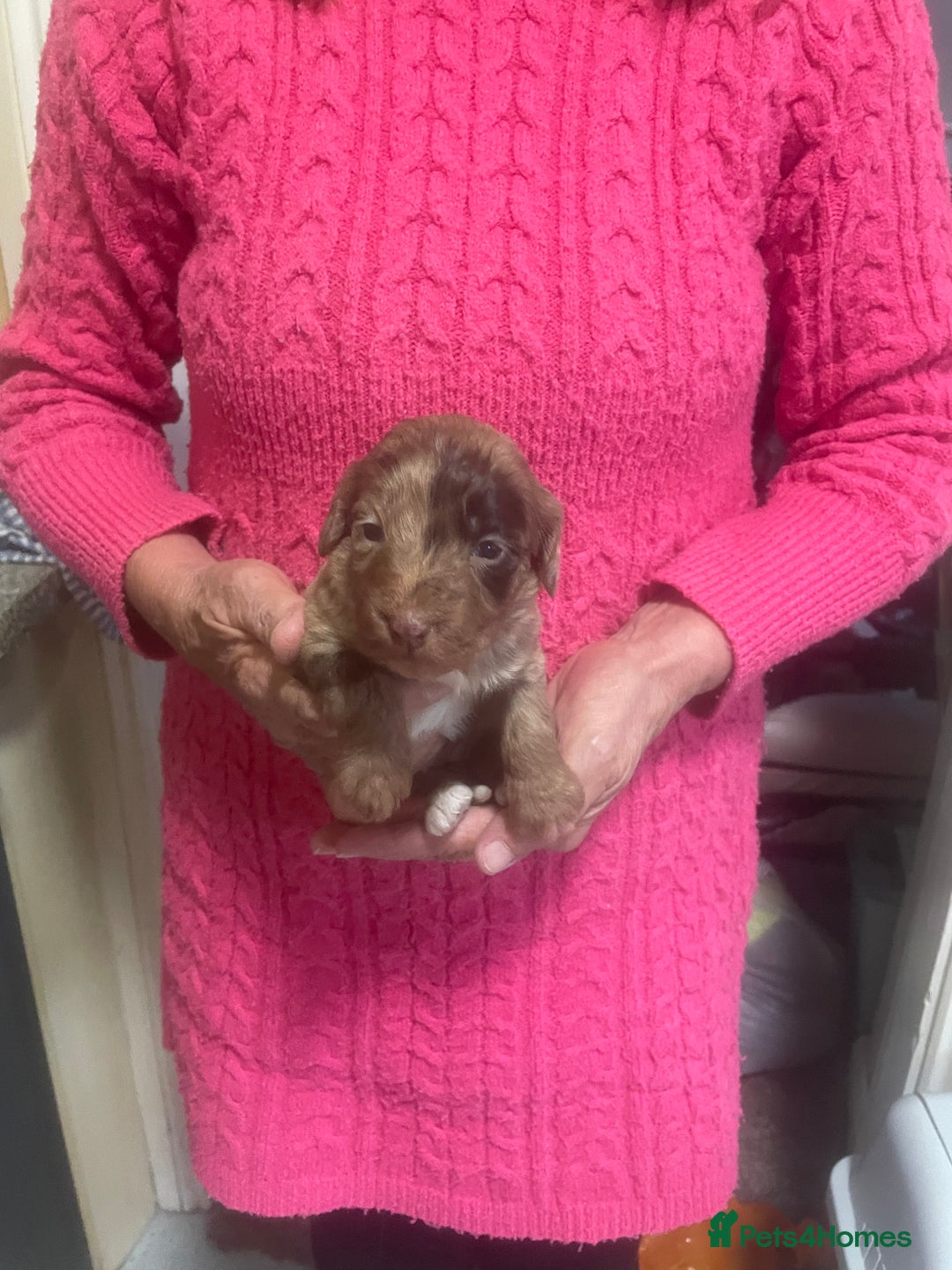 Cockapoo dogs for sale: Miniature f1 cockerpoos  - Image 14