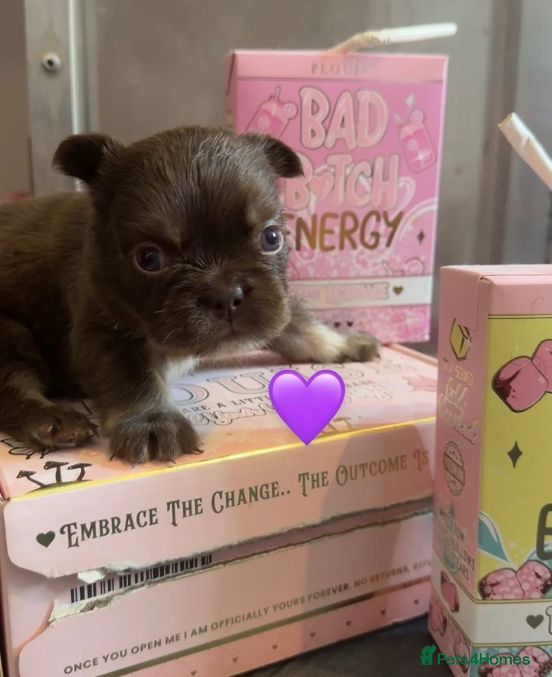 French Bulldog dogs for sale: Fluffy French bulldog in Witham - Advert 9
