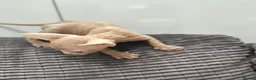 Sphynx cats for sale: Canadian Sphynx kittens READY NOW - Advert 23