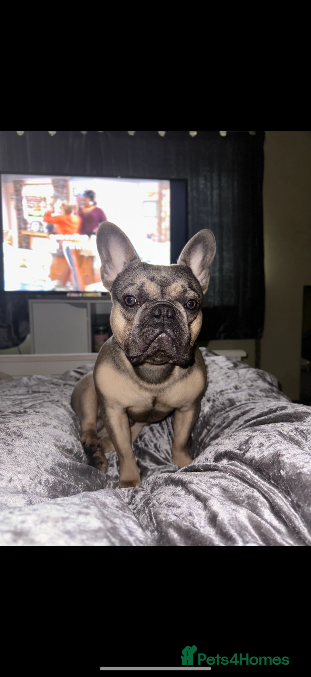 French Bulldog dogs for sale: French bulldog  - Advert 2
