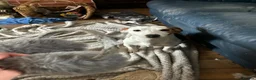 Jack Russell dogs for sale: Jack Russell pups - Advert 12