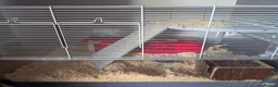 Gerbil rodents for sale: Mrs jean burgess  in Sutton-in-Ashfield - Advert 3