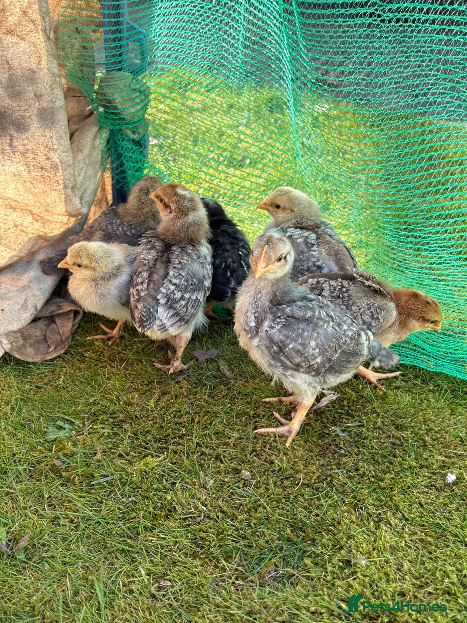 Chickens poultry 2 week old roosters - Advert 1