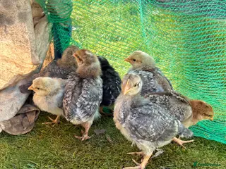 Chickens poultry 2 week old roosters - Advert 1