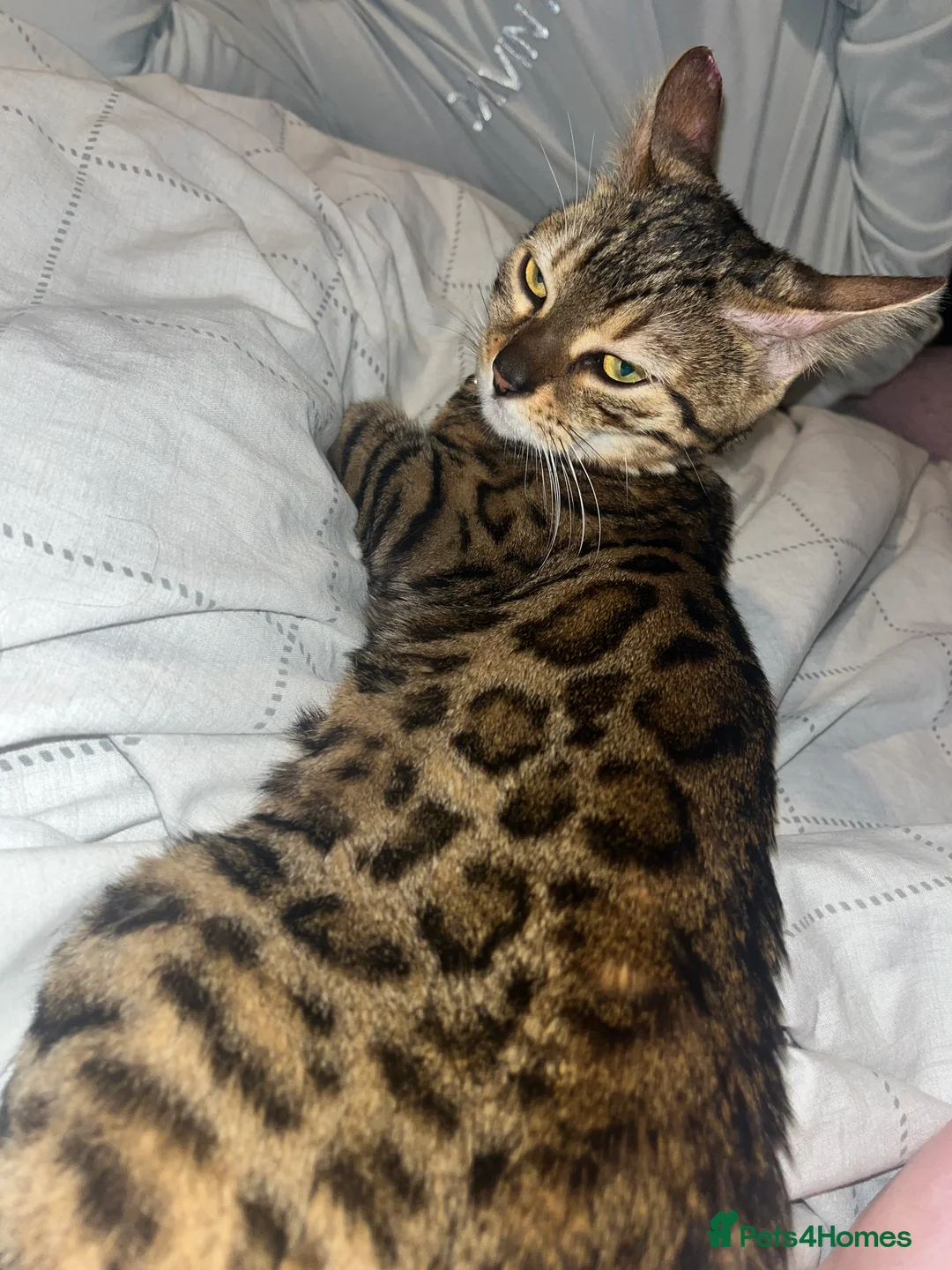 Bengal cats for sale: 3 Beautiful unique Bengal Babies  - Advert 5