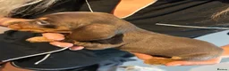 Dachshund dogs for sale: Stunning dachshund puppies ready to go soon - Advert 14