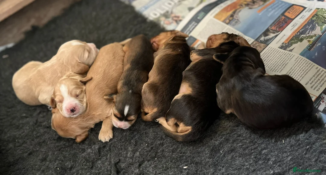 Cocker Spaniel dogs for stud: Stunning Deep Red Working Cocker Spaniel at Stud in Diss - Advert 7