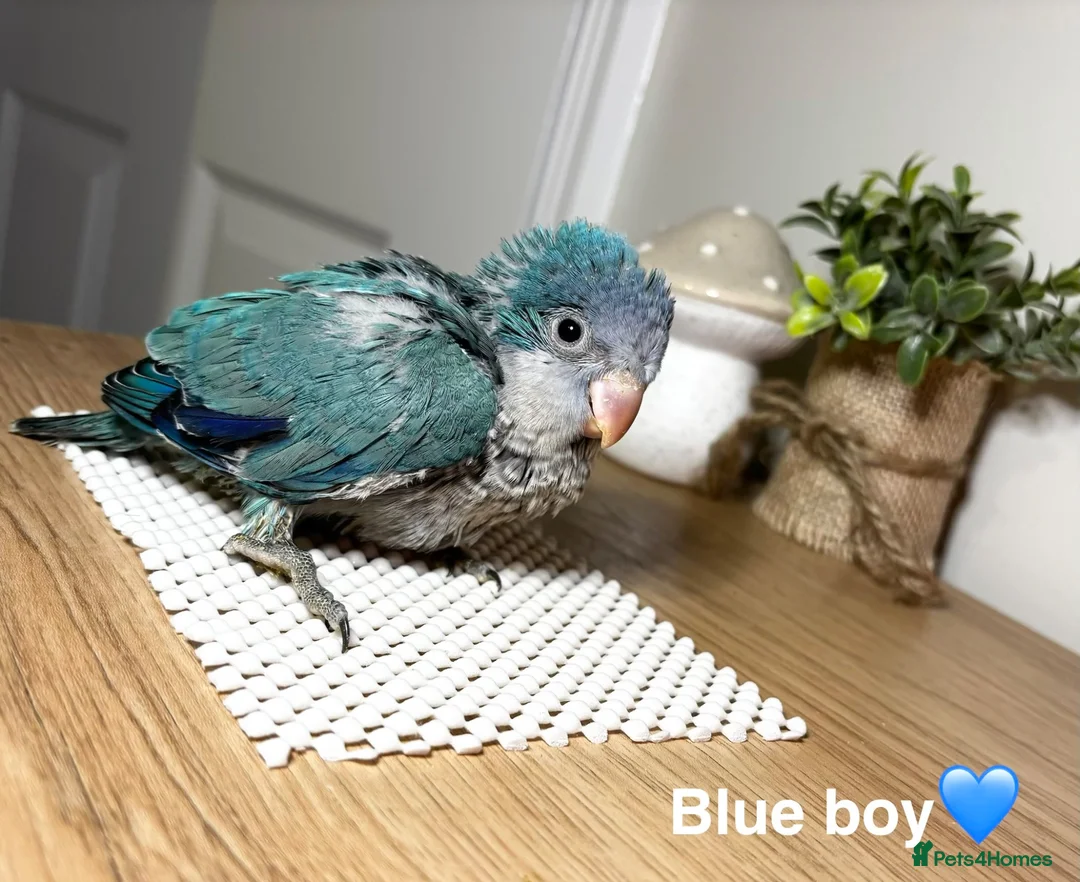 Parrots birds for sale: Stunning Quaker babies for sale! - Advert 1
