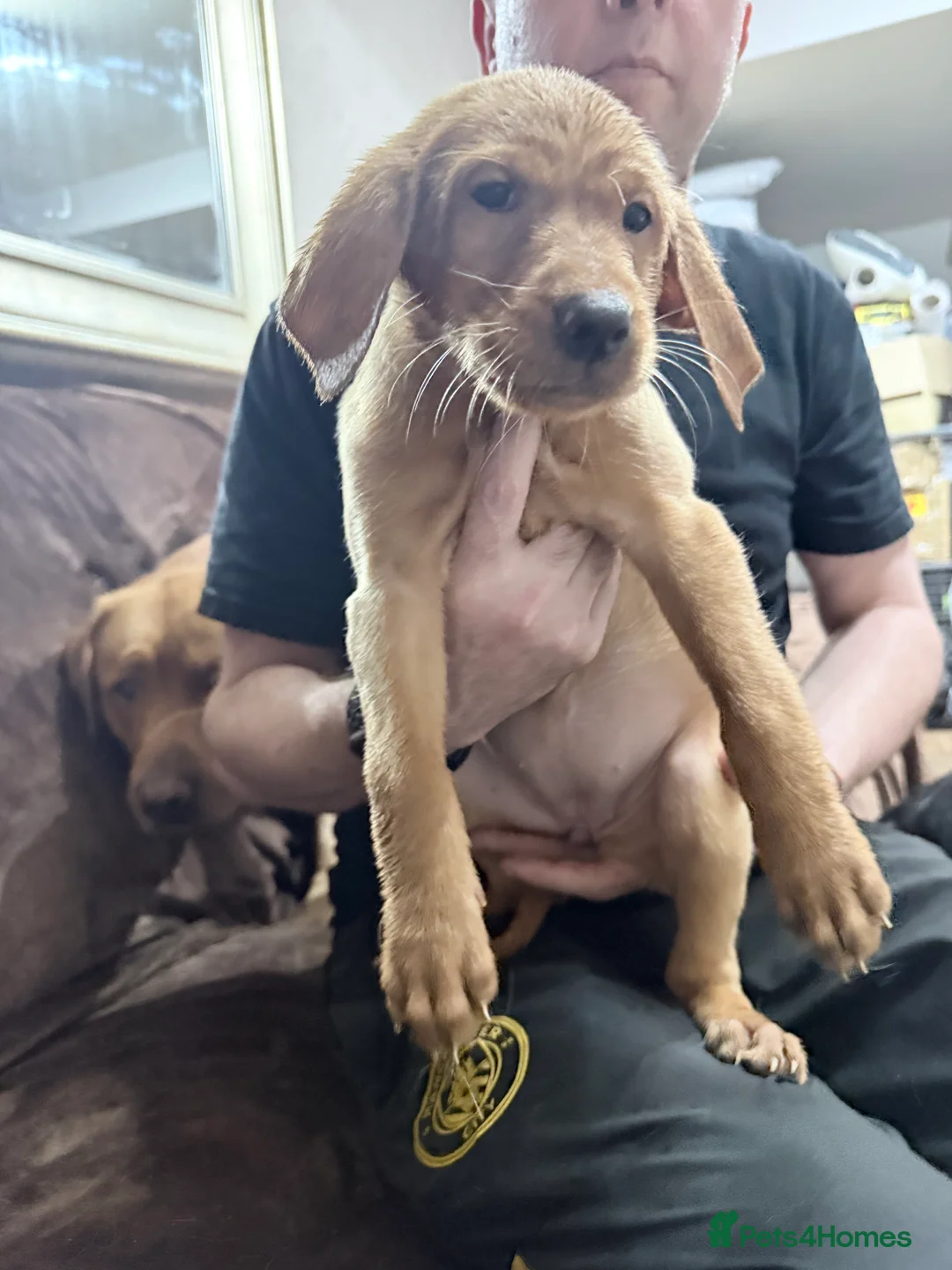 Labrador Retriever dogs for sale: KC Breeder Fox Red Labrador Puppies for sale. - Advert 6