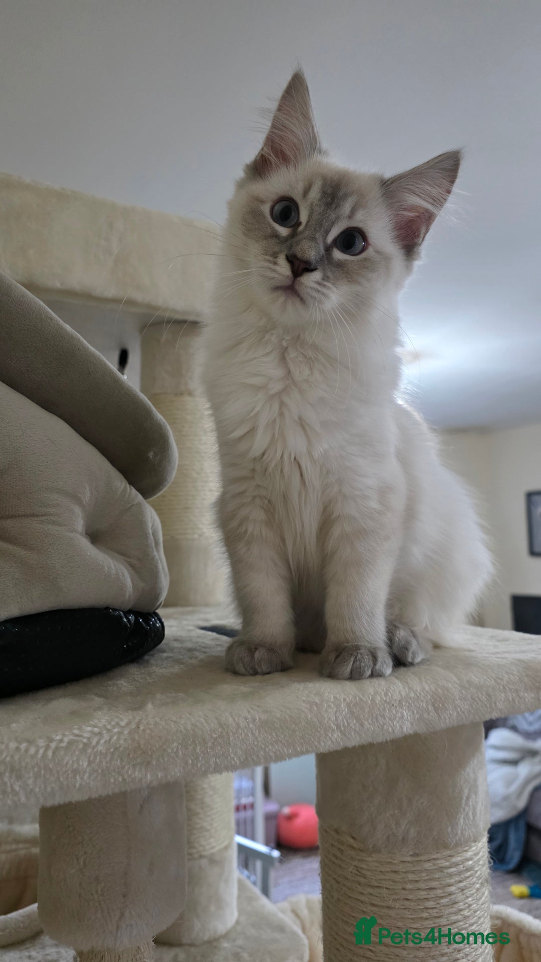 Ragdoll cats for sale: Female Blue Lynx Ragdoll - Advert 3