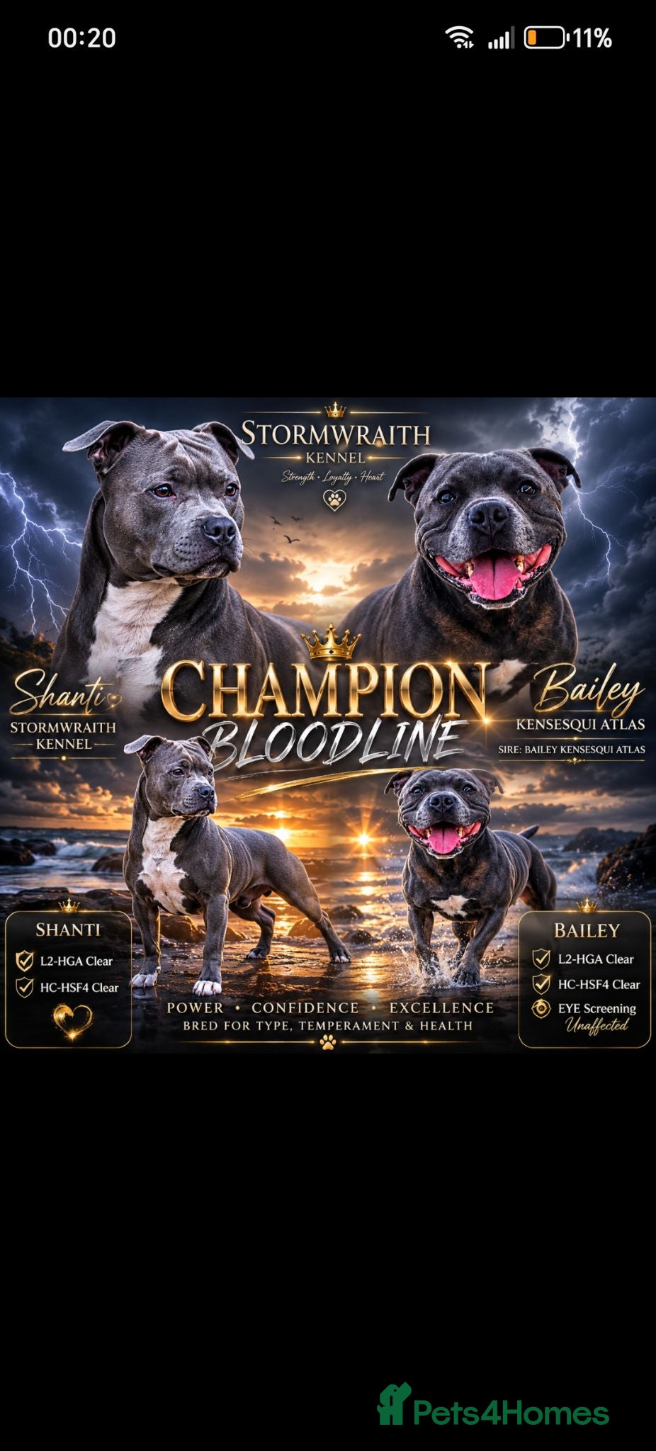 Staffordshire Bull Terrier dogs Champion bloodline Staffordshire Terrier  - Advert 12