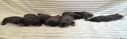 Rottweiler dogs for sale: Healthy & Chunky Family Raised Rottweiler Puppies - Advert 7