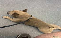 French Bulldog dogs for sale: French bull dog  - Advert 2