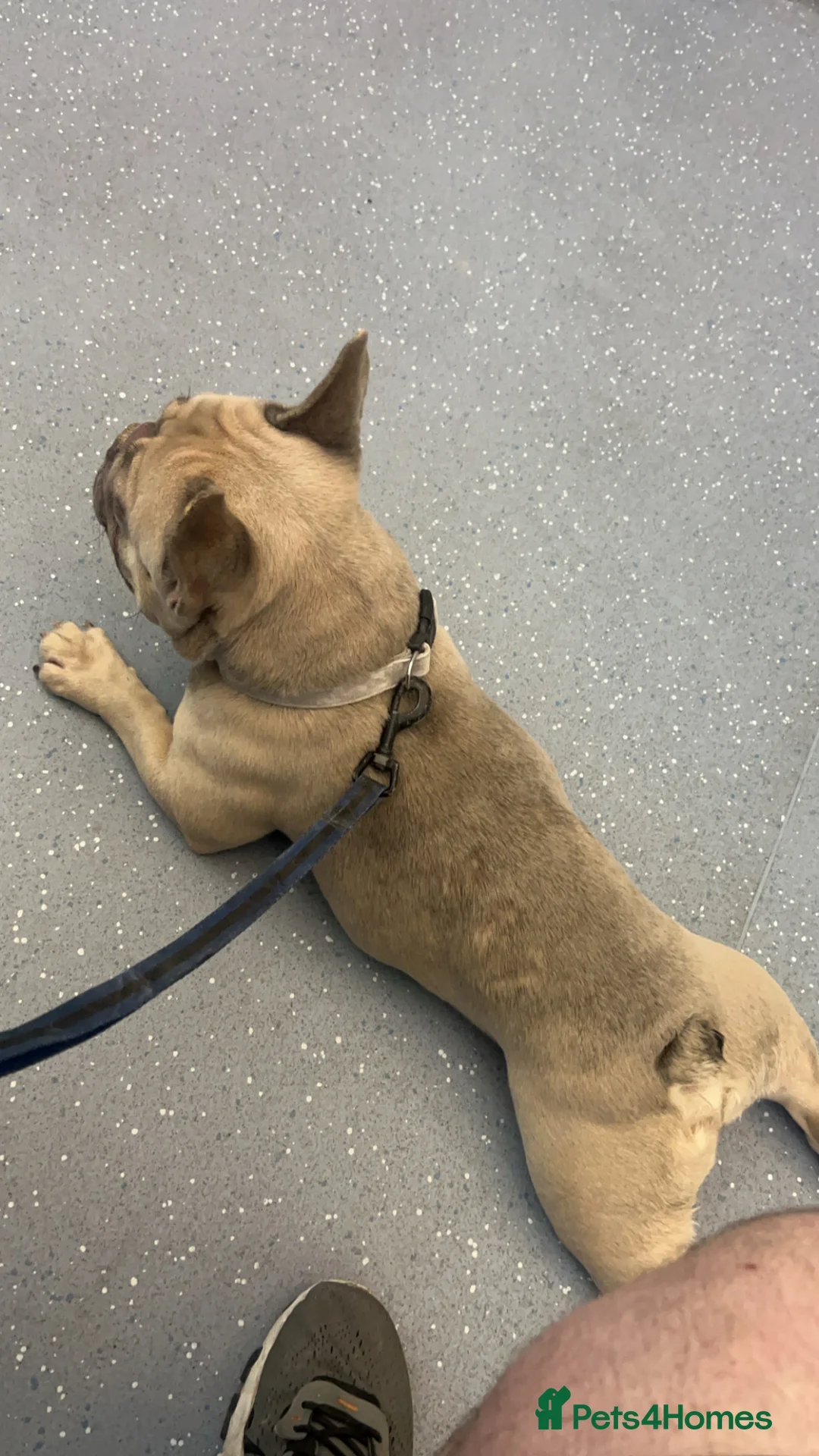 French Bulldog dogs for sale: French bull dog  - Advert 2