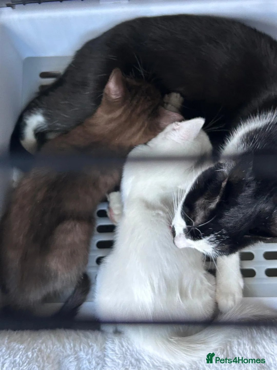 Mixed Breed cats for sale: 2 beautiful kittens  - Advert 2