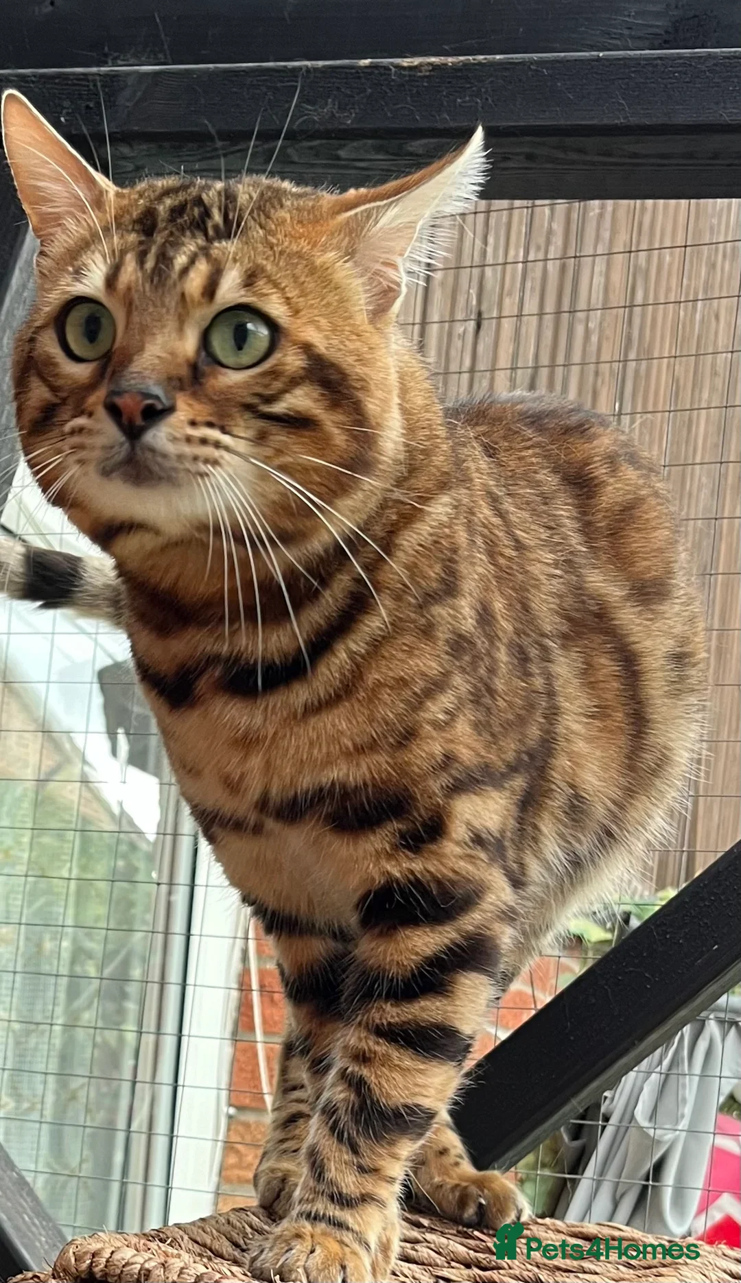 Bengal cats for stud: Adorable pure Bengal boy❤️ for stud in Purfleet - Advert 18
