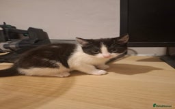 Mixed Breed cats for sale: 1 kitten left. READY NOW - Image 1