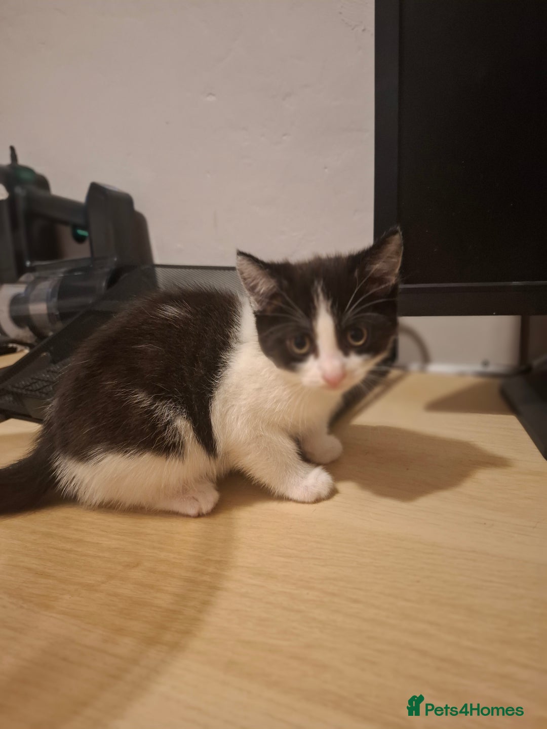 Mixed Breed cats for sale: 1 kitten left. READY NOW - Image 1