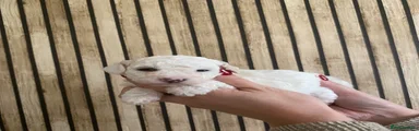 Poochon 4