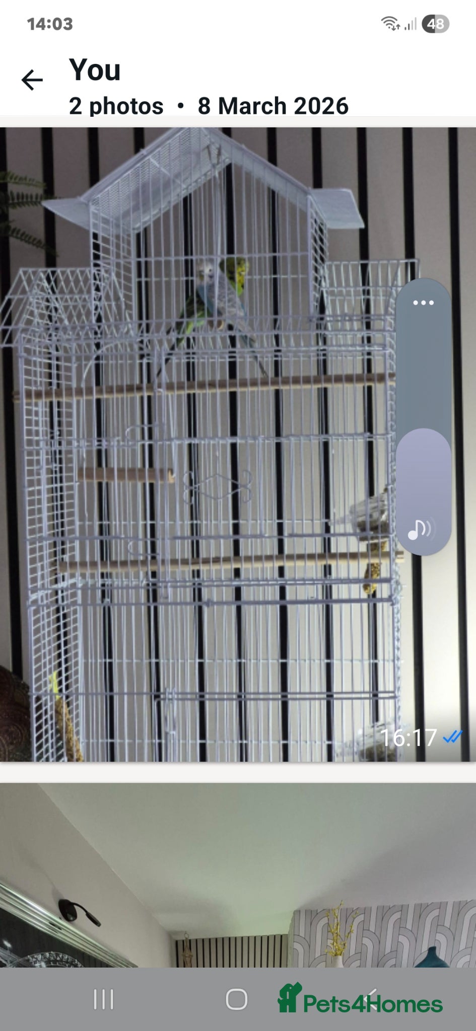 Budgerigars birds 2 budgies great little characters - Advert 2