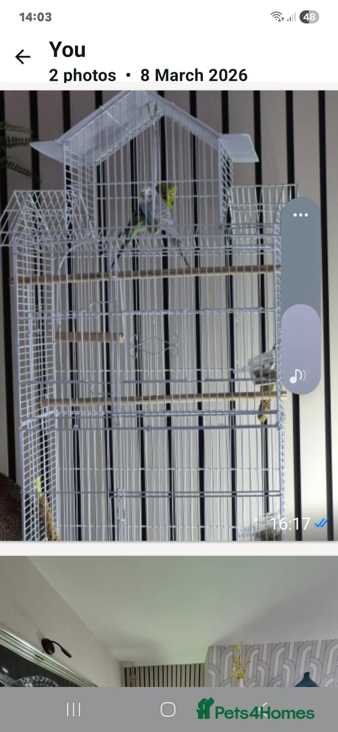 Budgerigars birds for sale: 2 budgies great little characters in Cramlington - Advert 1