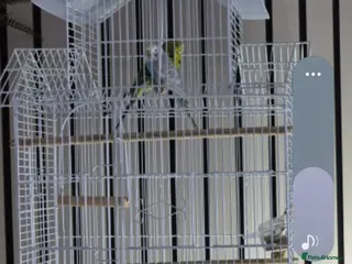 Budgerigars birds 2 budgies great little characters - Advert 2