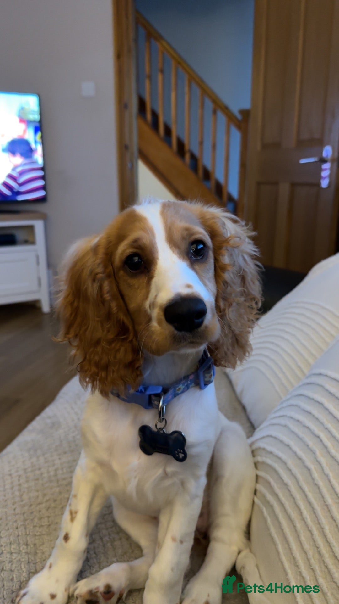 Mixed Breed dogs 16 week pup for rehoming  - Advert 2