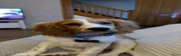 Mixed Breed dogs for sale: 16 week pup for rehoming  - Advert 1