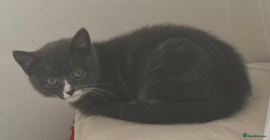 British Shorthair cats - Advert 11