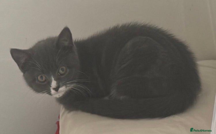 British Shorthair cats - Advert 1