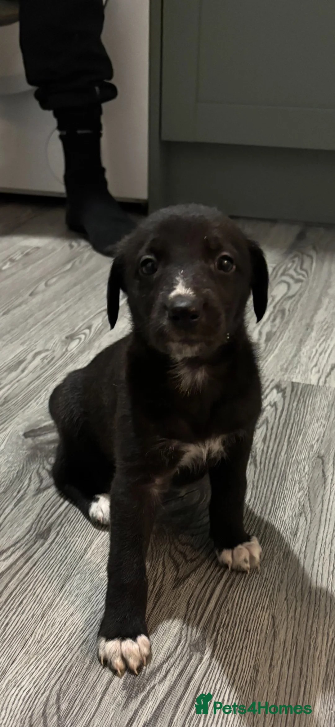 Lurcher dogs for sale: Lurched puppy’s for sale in Barnsley - Advert 2