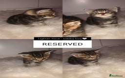 Mixed Breed cats for sale: 3 BABY KITTENS LEFT 🩷🩷🩵 - Image 5