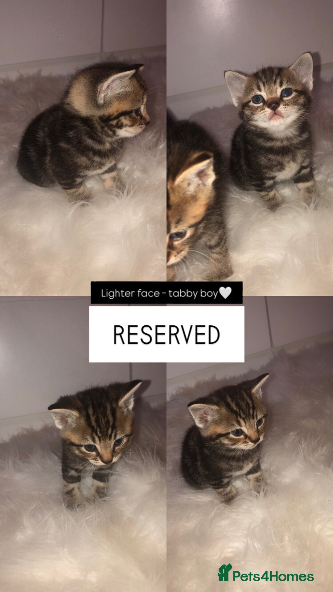 Mixed Breed cats for sale: 3 BABY KITTENS LEFT 🩷🩷🩵 - Image 5