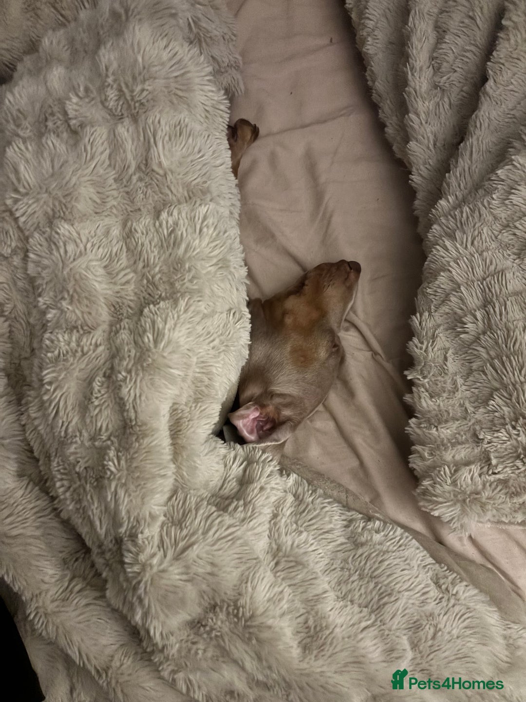 Miniature Dachshund dogs for stud: Isabella Blue Dachshund  - Advert 5