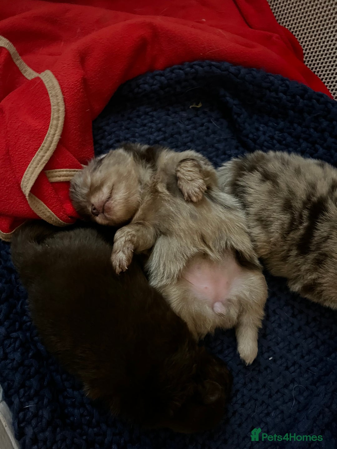 Pomeranian dogs for sale: Fluffy Pomeranian puppy’s MERLE & CHOCOLATE - Advert 6