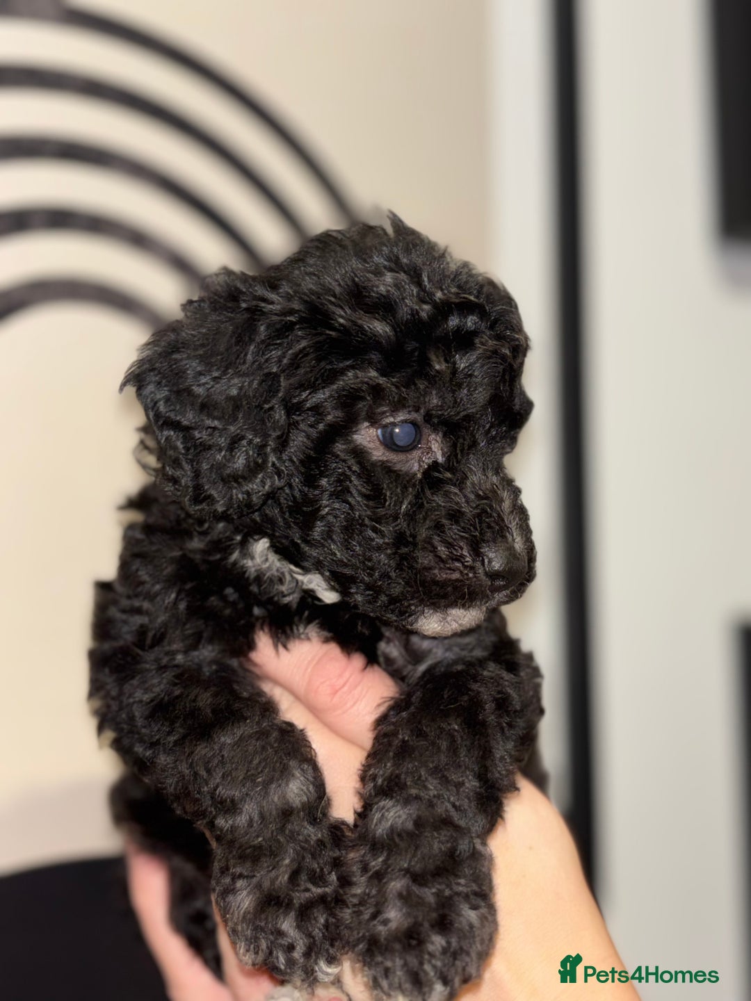 Poochon dogs for sale: Beautiful Poochon’s  - Advert 6