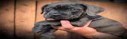 Cane Corso dogs for sale: 🐾 Balestra Magica Corso – Litter “K” 🐾 IKC/FCI - Advert 21
