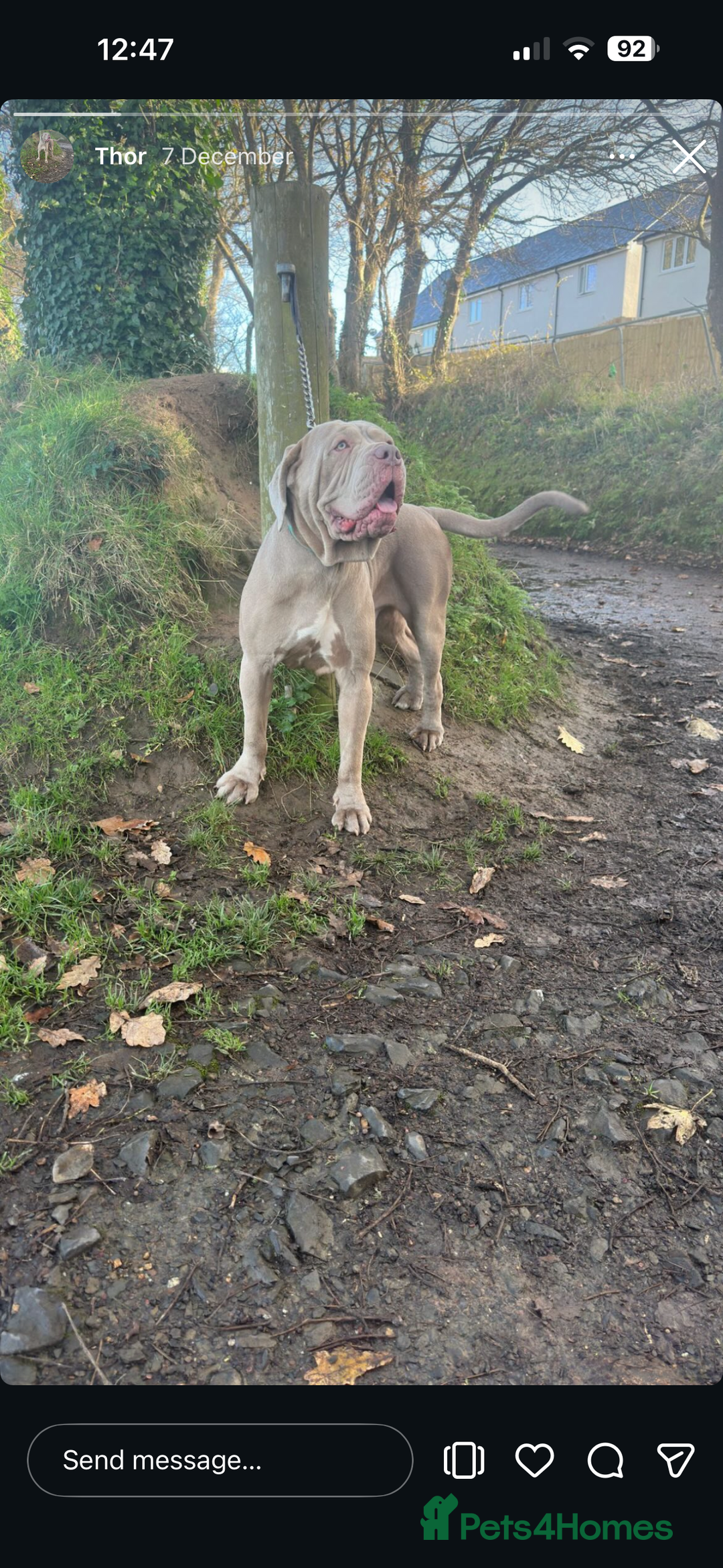 Mixed Breed dogs for sale: Presa X Neo puppies - Advert 32