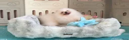 Pomeranian dogs for sale: Tiny White snow Pomeranian Puppies  - Advert 32